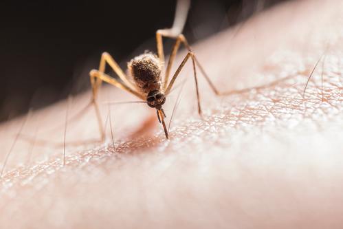Pourquoi les moustiques piquent ?