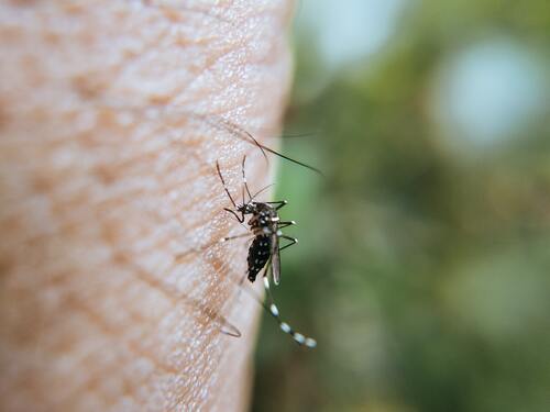 pourquoi moustique pique