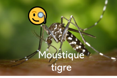 Moustique tigre